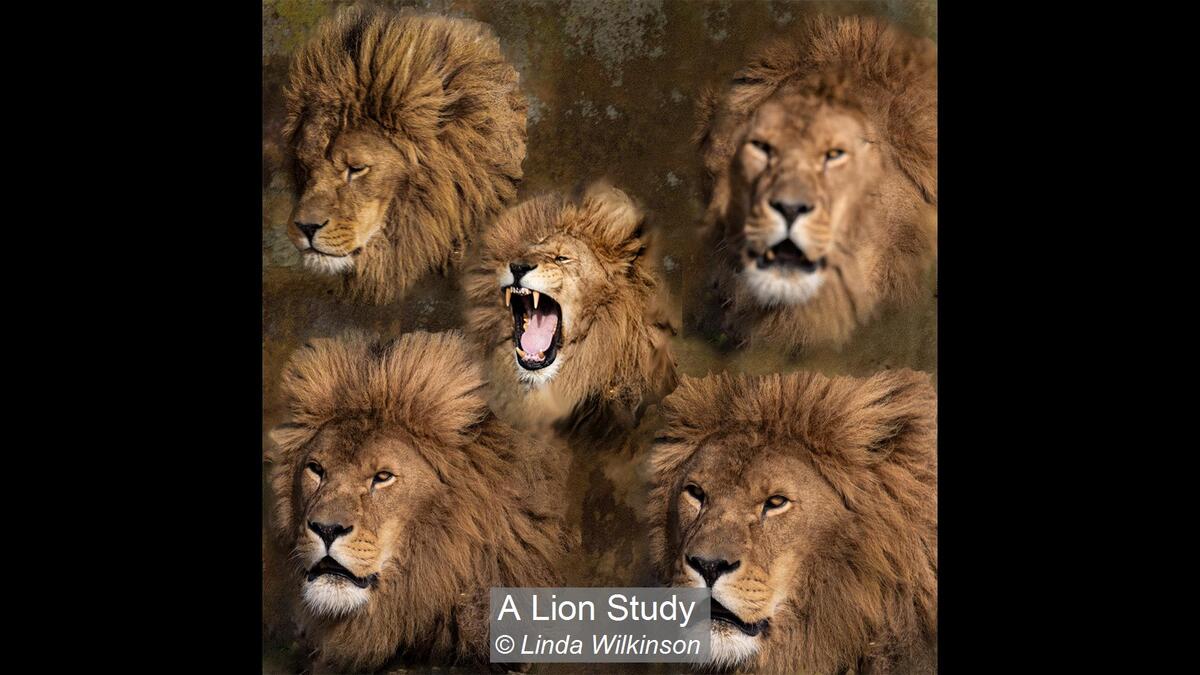 11_A Lion Study_Linda Wilkinson